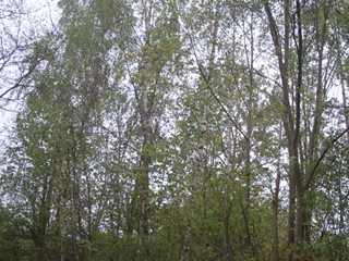 Maibaum-2015_04