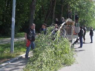 Maibaum-2018_42