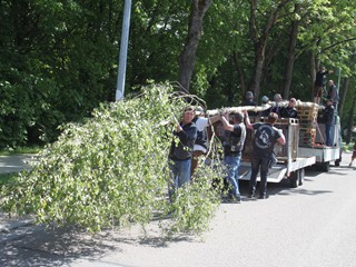 Maibaum-2018_44