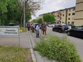 Maibaum-2019_38