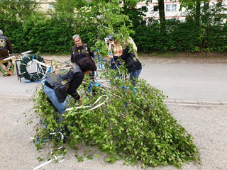 Maibaum-2019_47