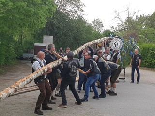 Maibaum-2019_55