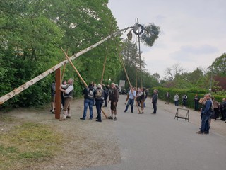 Maibaum-2019_62