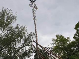 Maibaum-2019_64