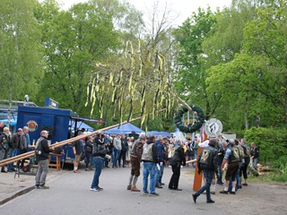 Maibaum-2022_106