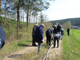 Maibaum-2022_37