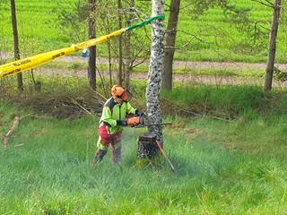 Maibaum-2023_13